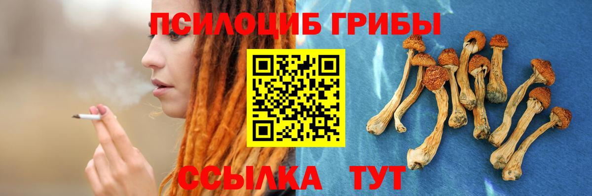 Псилоцибиновые грибы прущие грибы  Вход с VPN  Заволжье 